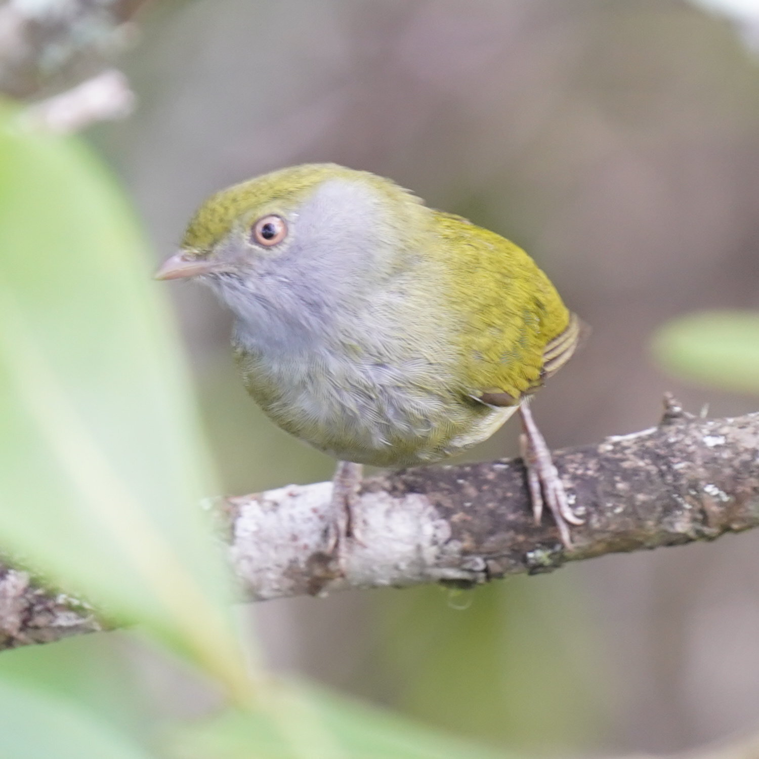 Pin-tailed Manakin (Ilicura militaris), photo 3