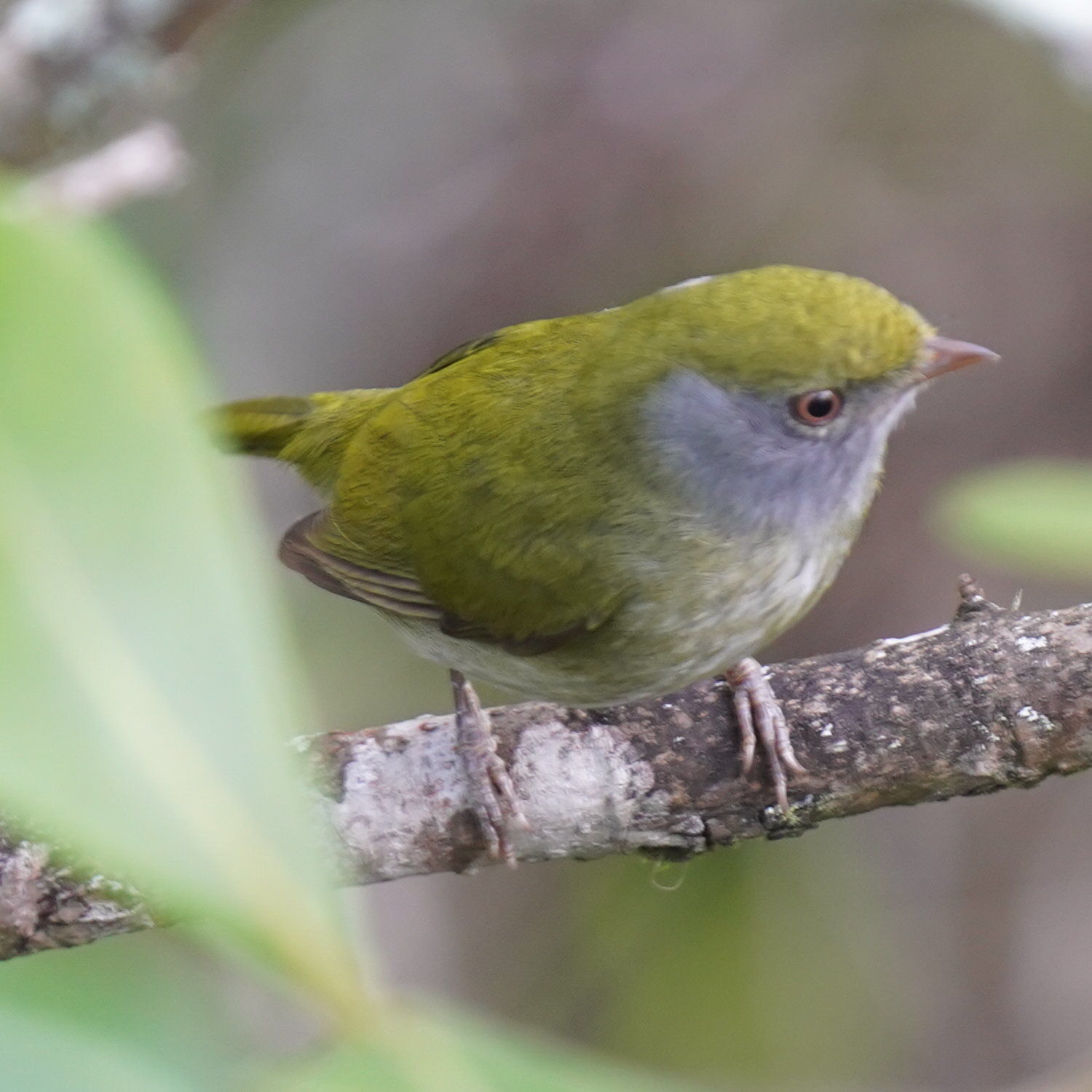Pin-tailed Manakin (Ilicura militaris), photo 2