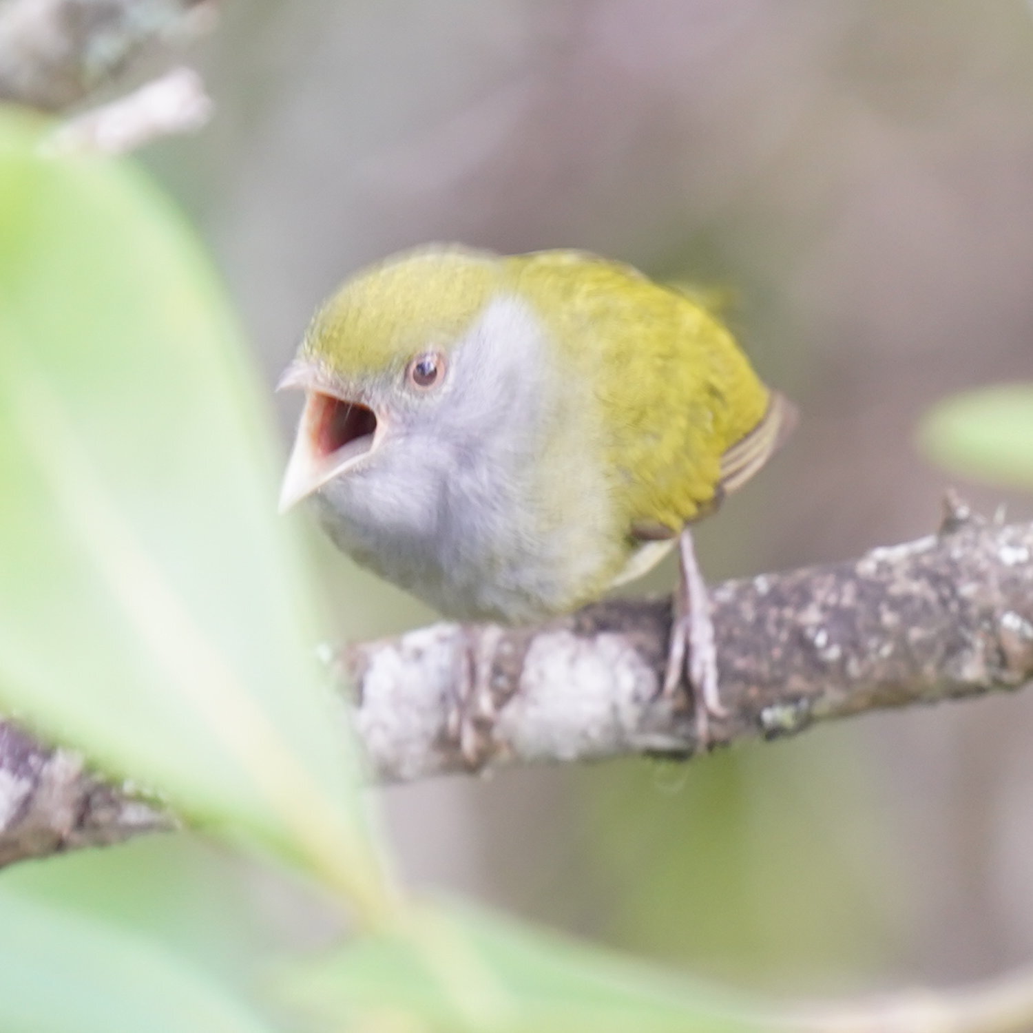 Pin-tailed Manakin (Ilicura militaris), photo 5