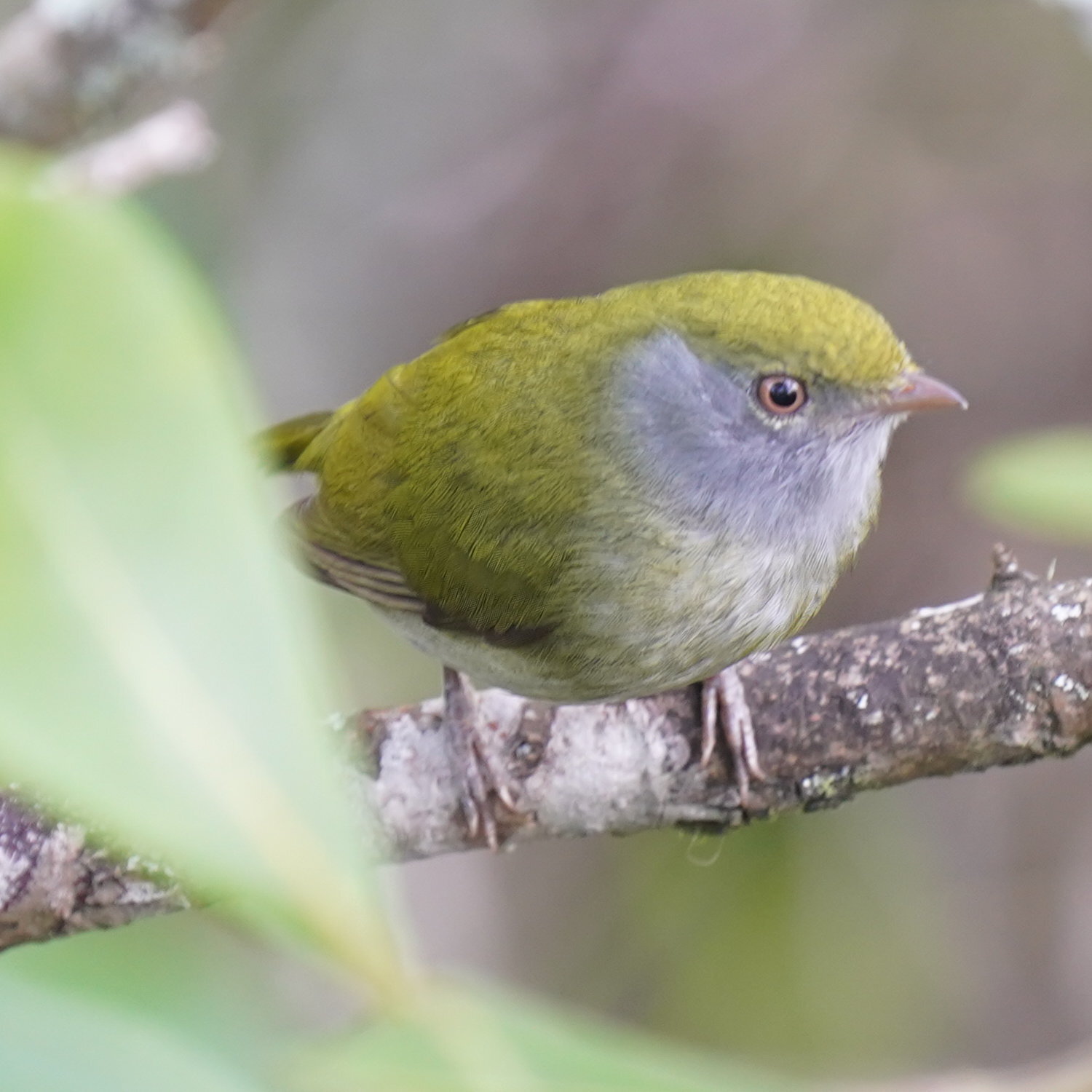 Pin-tailed Manakin (Ilicura militaris), photo 4