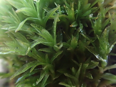 Atrichum selwynii