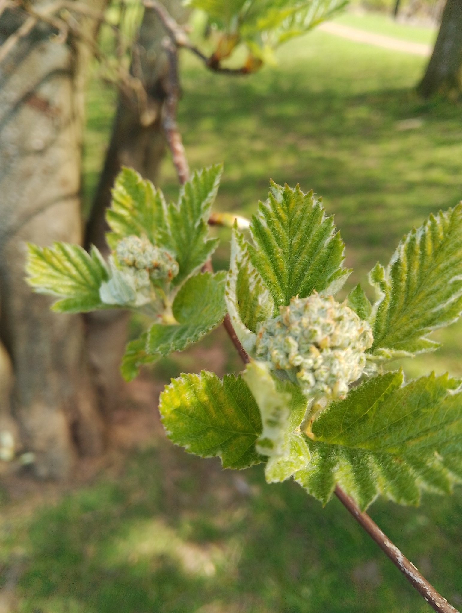 Scandosorbus intermedia