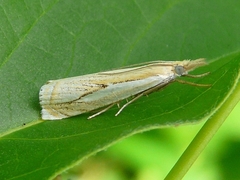 Crambus saltuellus