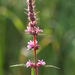 Purple Loosestrife - Photo (c) birderbb, some rights reserved (CC BY-NC)