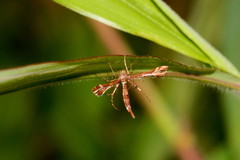 Xyroptila oenophanes