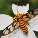 Tiger-Striped Wasp Moth - Photo (c) sk2, some rights reserved (CC BY-NC), uploaded by sk2