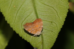 Choreutis achyrodes