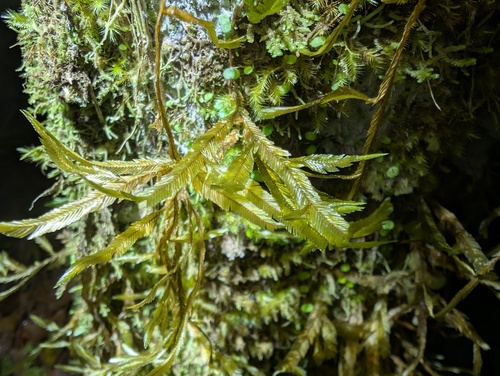Phyllogonium viride observed 2026-04-24