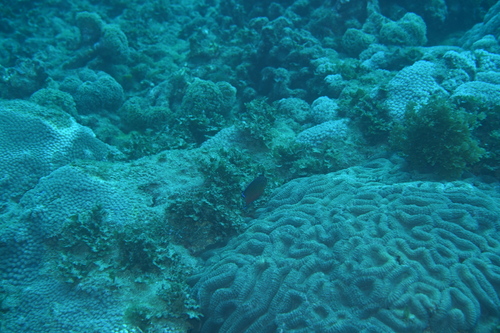 Centropyge shepardi observed 2026-04-25