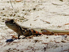 Leiolepis belliana
