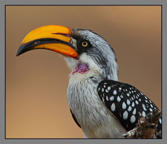 Eastern Yellow-Billed Hornbill photo 2