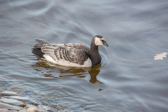 Branta leucopsis
