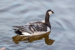 Branta leucopsis