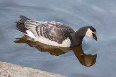 Branta leucopsis