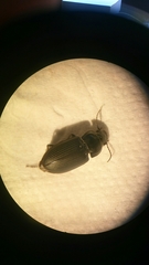 Anisodactylus signatus