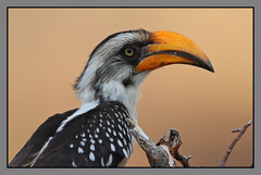 Eastern Yellow-Billed Hornbill photo 4