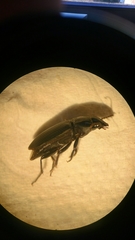 Anisodactylus signatus