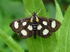 Anania funebris