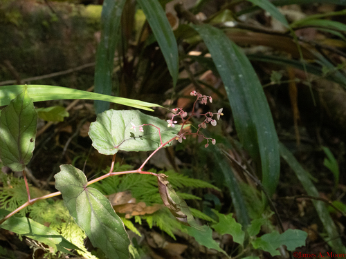 Begonia everettii (Begonia everettii)