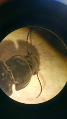 Anisodactylus signatus