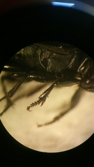 Anisodactylus signatus
