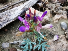 Dalea pogonathera