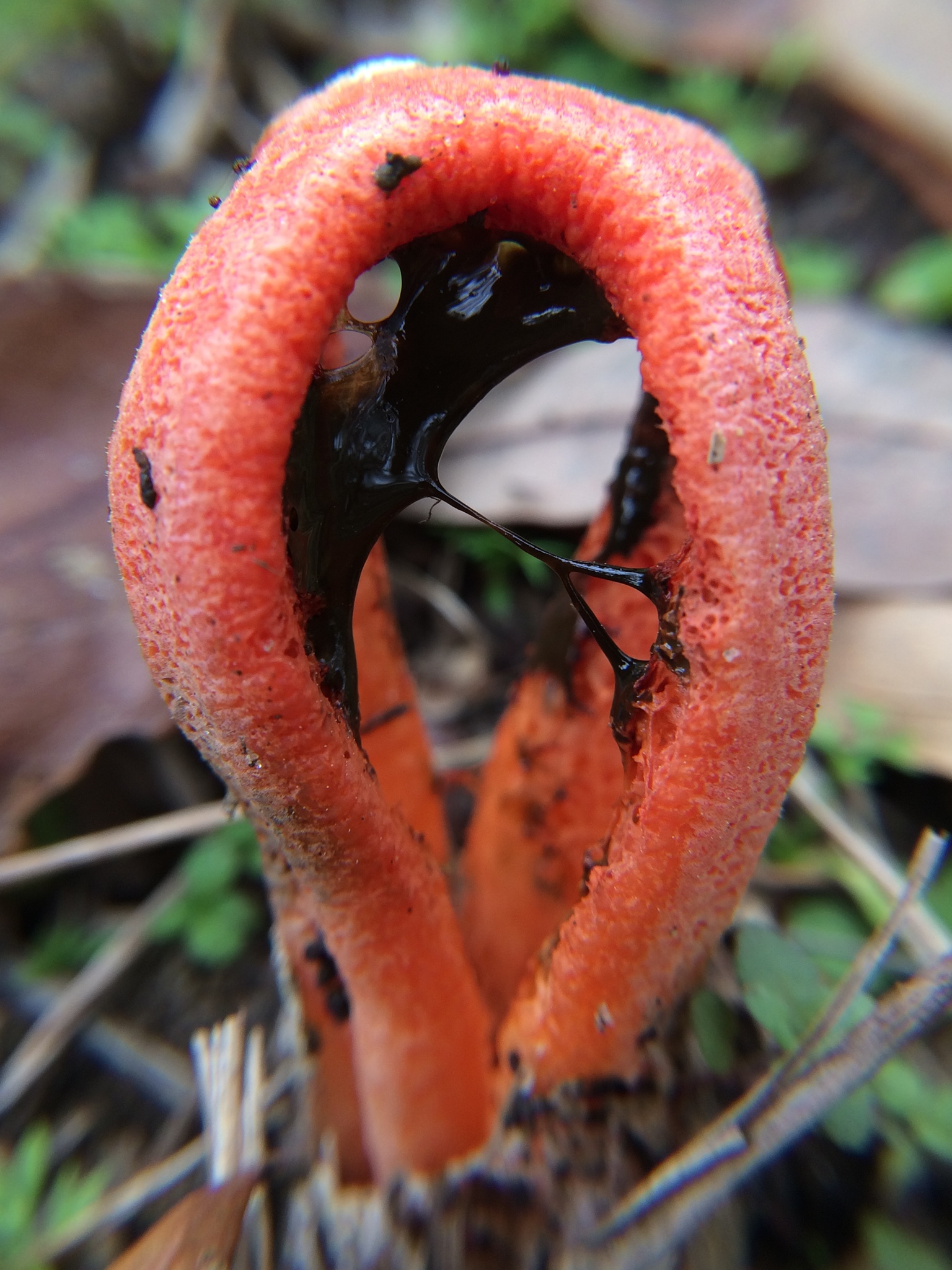 Clathrus columnatus image