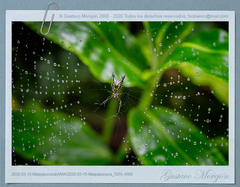 Micrathena pichincha