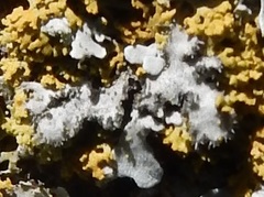 Phaeophyscia hirtella