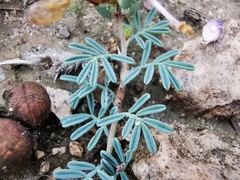 Dalea pogonathera