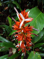 Guzmania lehmanniana