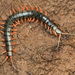 Scolopendra japonica - Photo (c) Ryosuke Kuwahara, some rights reserved (CC BY-NC)