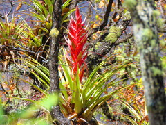 Tillandsia bourgaei