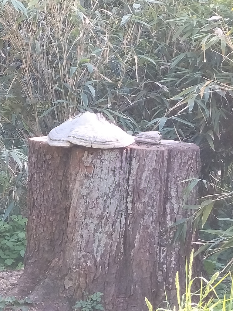 Fomes fomentarius · April 2026 · photo: © rolandgromes (iNaturalist, cc-by)
