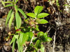 Rubus apetalus