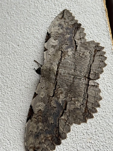 Owl Moth