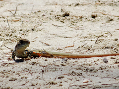 Leiolepis belliana