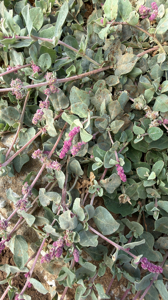 Atriplex colerei (Atriplex colerei)