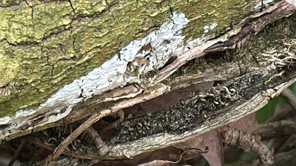 Lyomyces sambuci · April 2026 · photo: © ericd02 (iNaturalist, cc0)