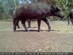 Syncerus caffer brachyceros