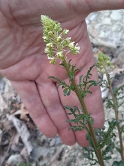 Reseda lutea