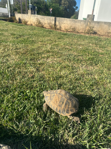 Testudo hermanni