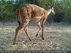 Tragelaphus scriptus