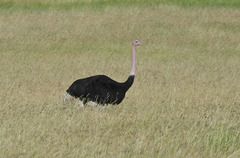 Struthio camelus massaicus