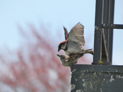 House Sparrow photographed in Wisconsin