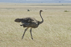 Struthio camelus massaicus