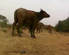 Syncerus caffer brachyceros