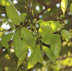 Diospyros sylvatica