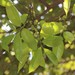 Diospyros sylvatica - Photo (c) Shiwalee Samant, some rights reserved (CC BY-NC), uploaded by Shiwalee Samant