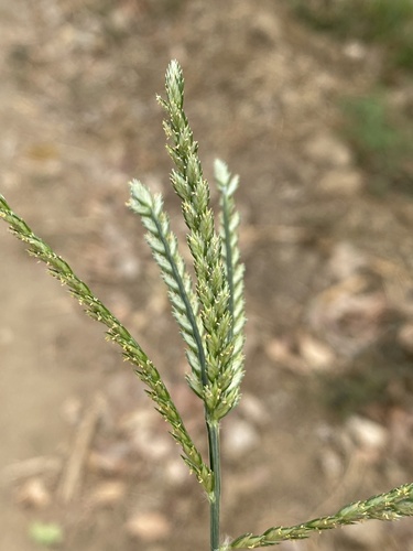 Goose Grass